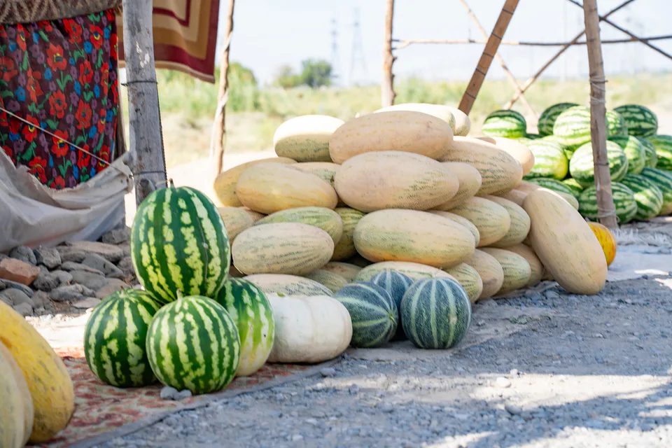 Jizzakh melons