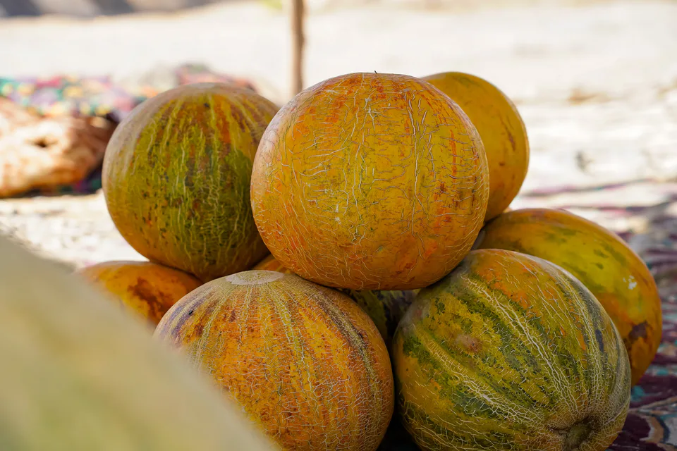Jizzakh melons
