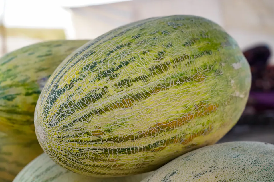 Jizzakh melons
