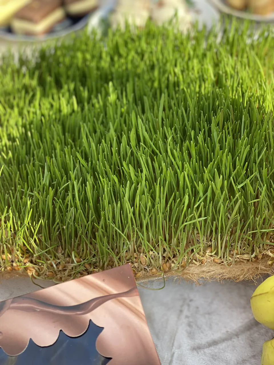 Sumalak wheat