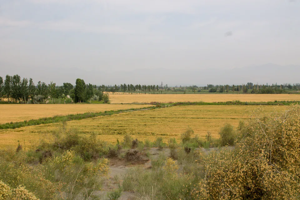 Buvayda tumani