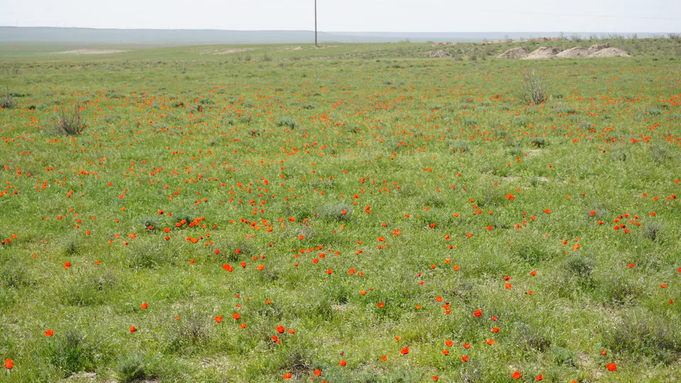 Konimex tumani