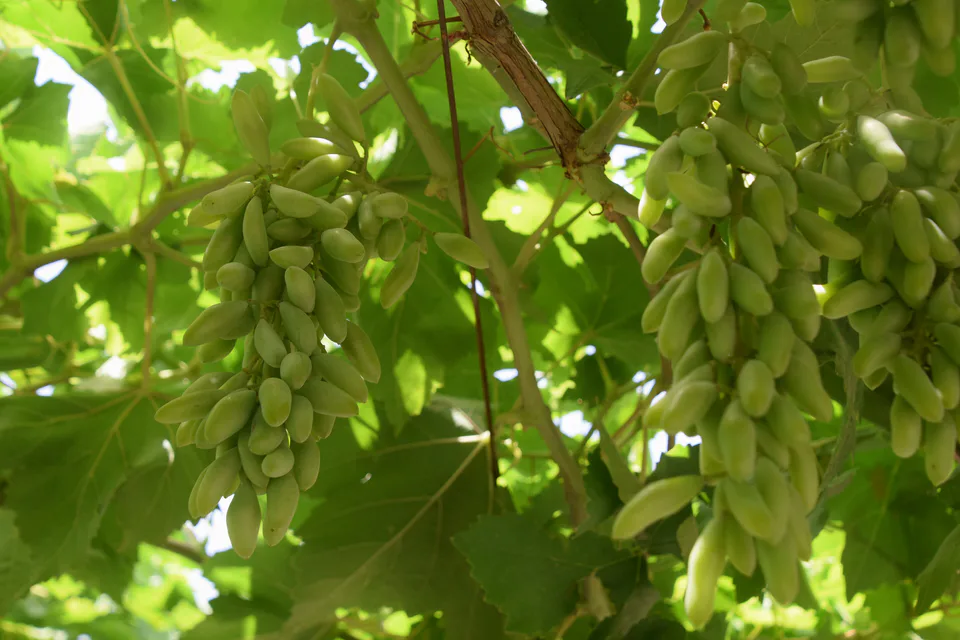 Zarkentda «Uzum sayli»