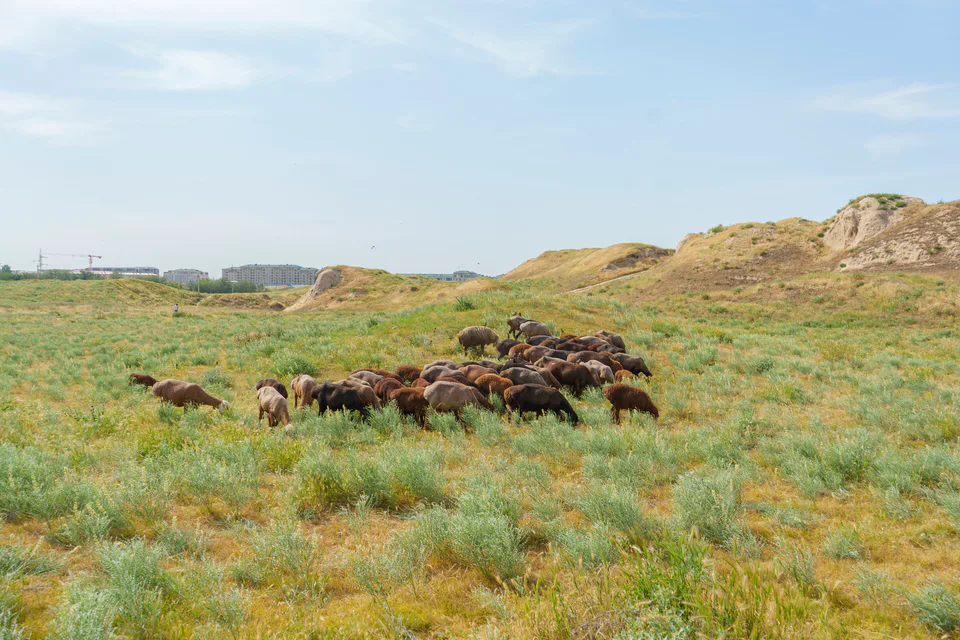 Flocks of sheep grazing among the ruins of the ancient city of Afrasiab in Samarkand, Uzbekistan, May 2026. Once a major urban center of ancient Sogdiana and an important settlement along the Silk Roa