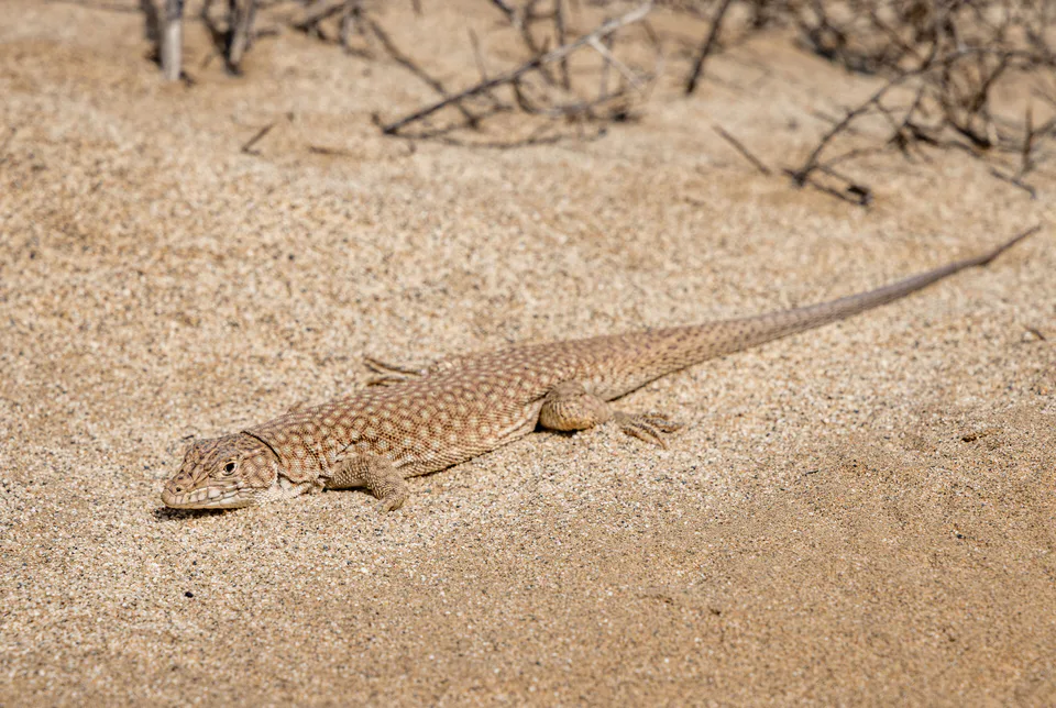 Eremias grammica near the shore of Aydarkul lake. Jizzakh Region, Uzbekistan.