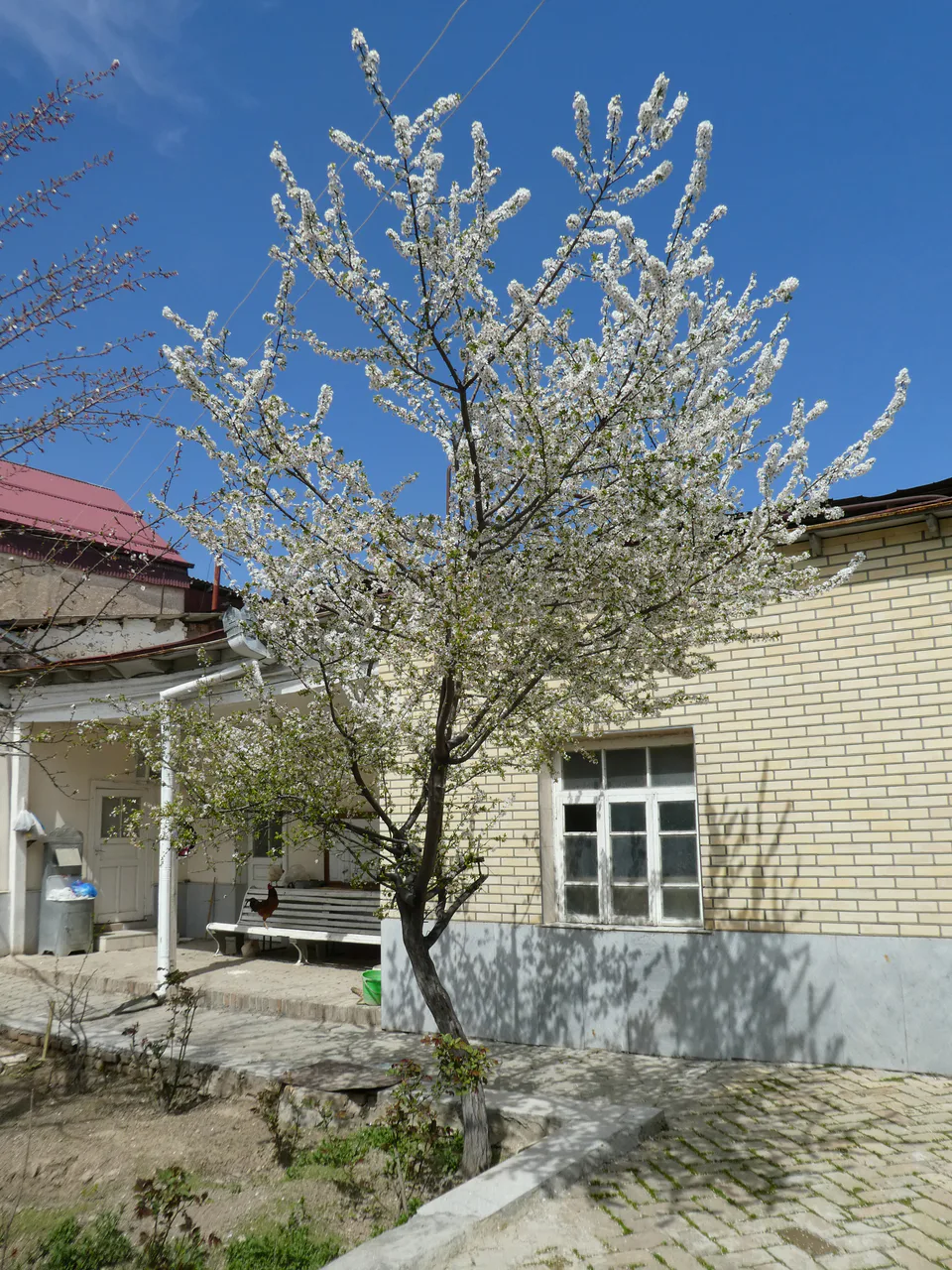 Kanesai Gumbaz ibodatxonasi: Samarqand viloyati, Samarqand, Badalov koʻchasi, 5-yulov, 1-uy
