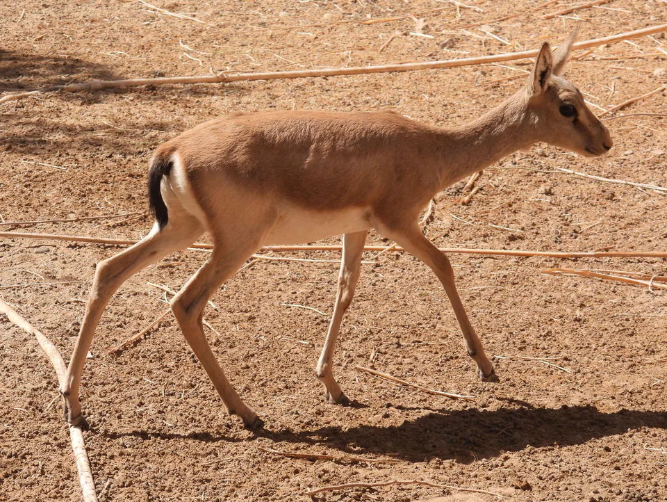 Young goitered gazelle in Djeyran ecological center, Bukhara District, Bukhara Region, Uzbekistan.