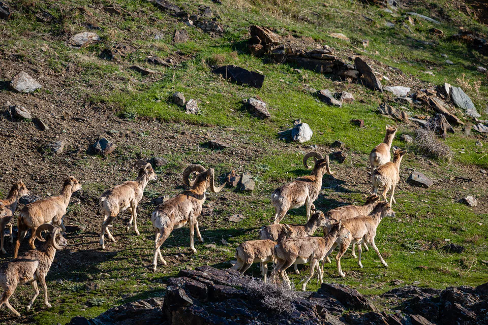 Nuratin State Nature Reserve: Jizzakh Region, Forish District