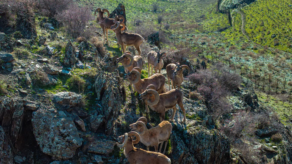 Nuratin State Nature Reserve: Jizzakh Region, Forish District