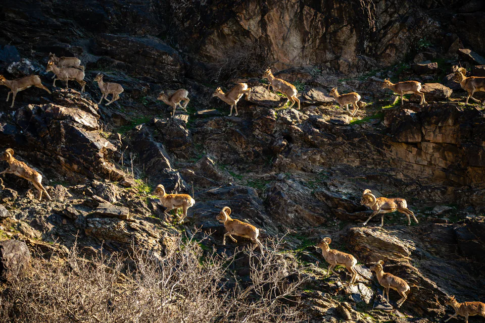 Nuratin State Nature Reserve: Jizzakh Region, Forish District