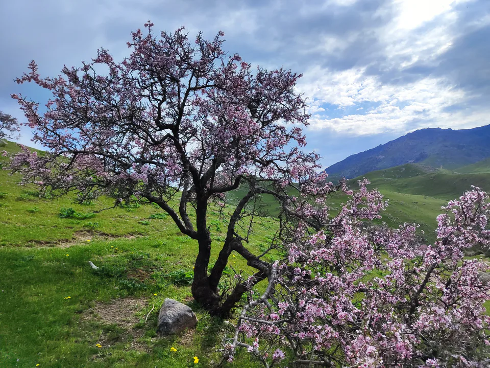Самаркандская область, Агалык