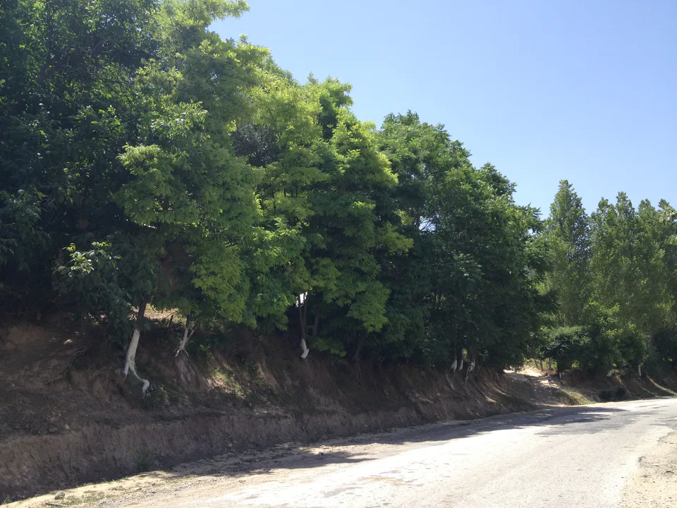 Forest in the valley of Aman-Kutan Say and M-39 automobile road