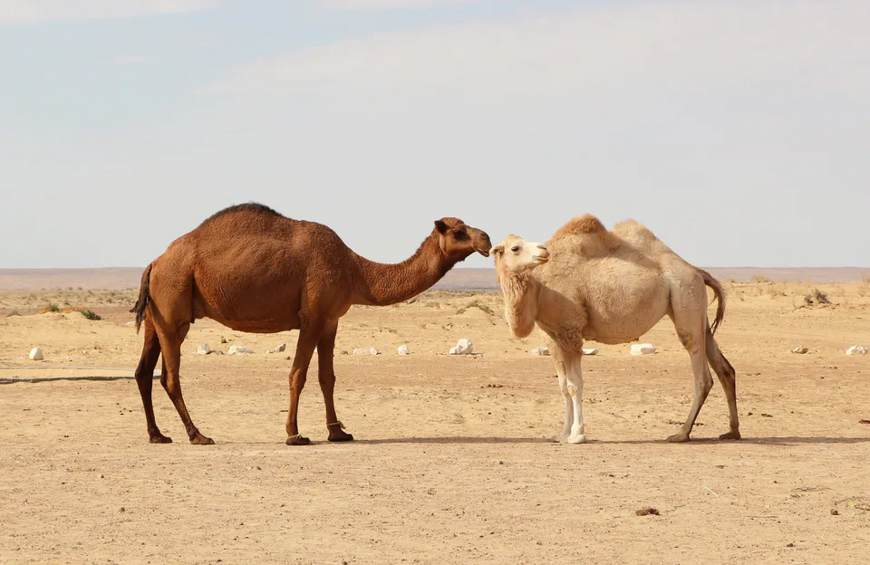 Dromadery and camel in Kyzylkum Desert near Ayaz-Kala, Uzbekistan