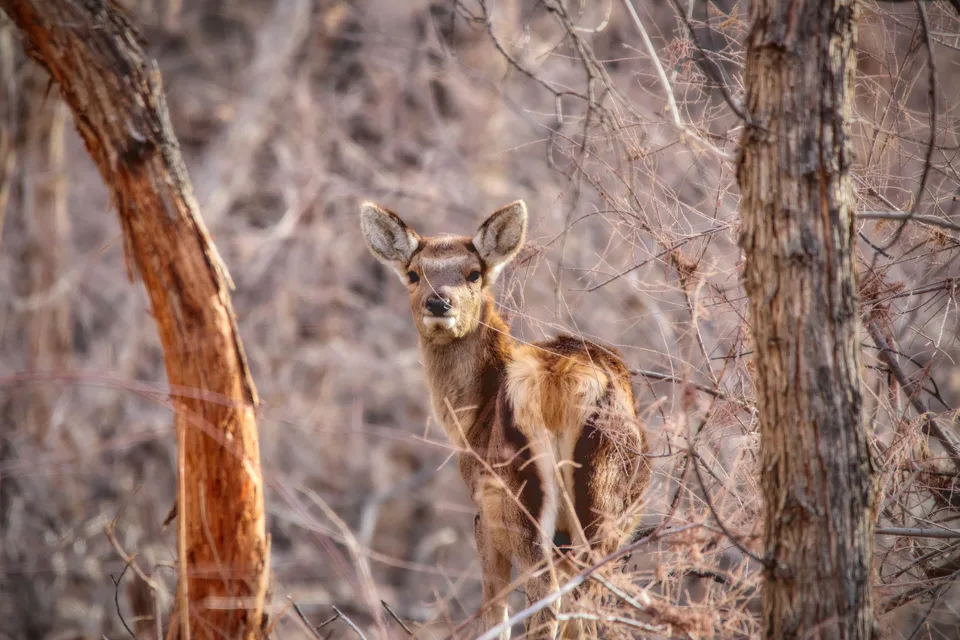 Deer cub in Badai-Tugai reserve. Karakalpakstan, Uzbekistan.