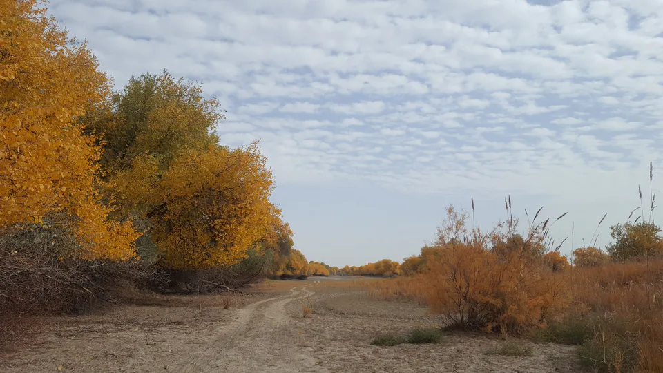 The Lower Amudarya state biosphere reserve