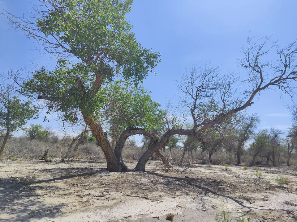 The Lower Amudarya state biosphere reserve