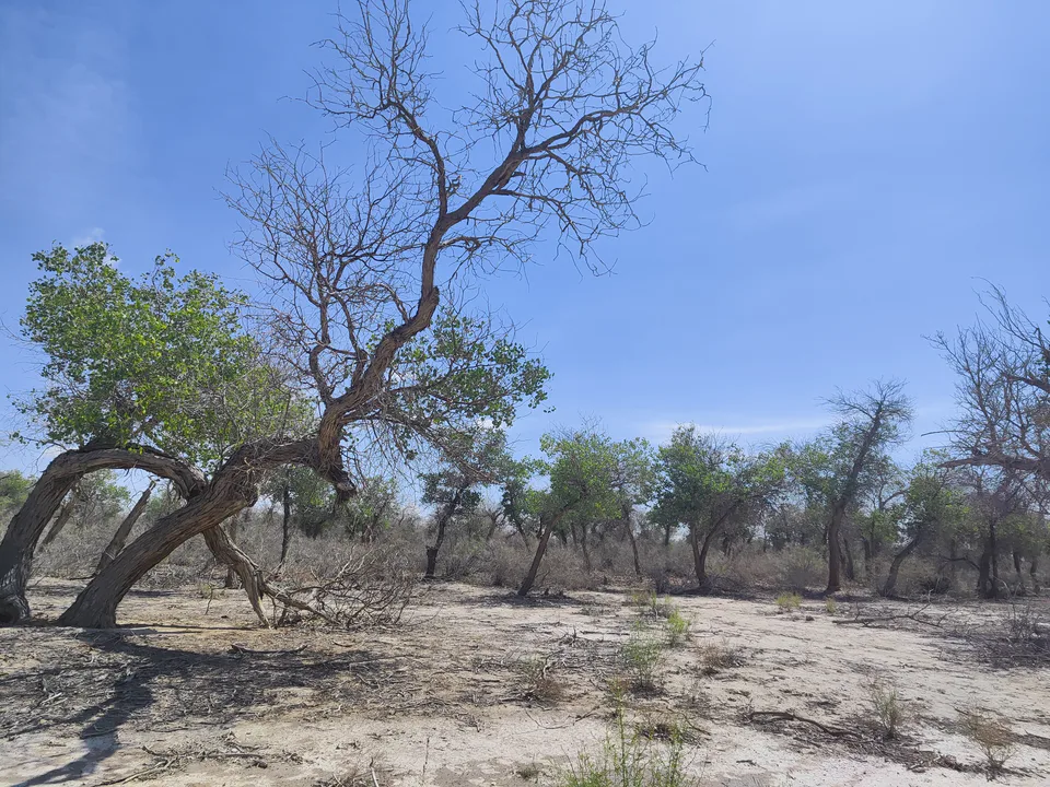 The Lower Amudarya state biosphere reserve