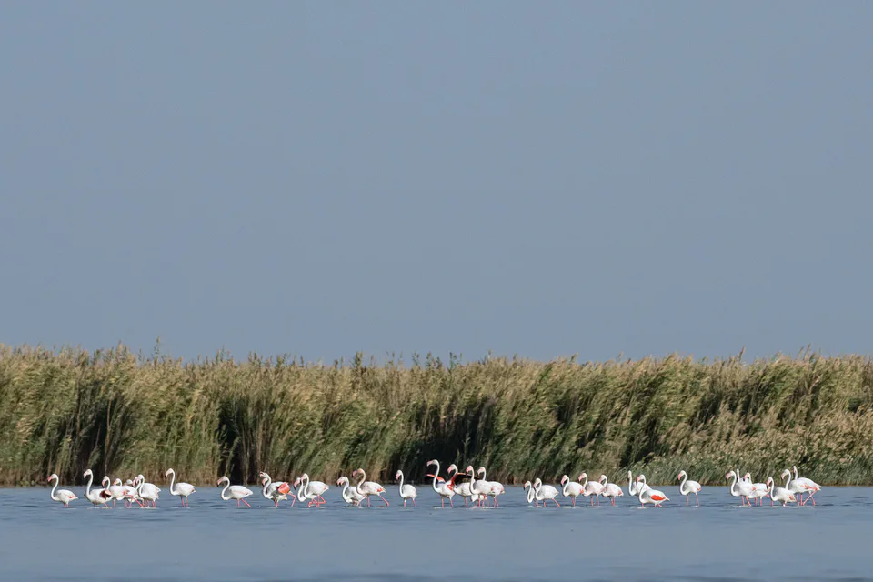 Розовые фламинго (Phoenicopterus roseus) в естественной среде обитания Заказник Судочье: Каракалпакстан