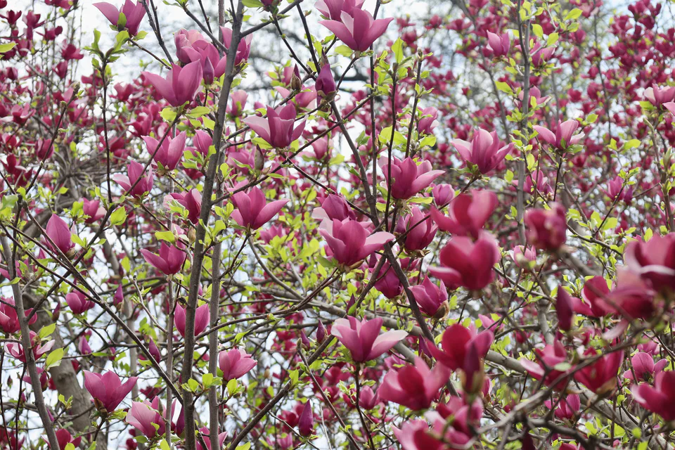 Blooming magnolia in the botanical garden: