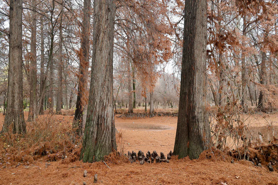 Cypresses in the Tashkent Botanical Garden