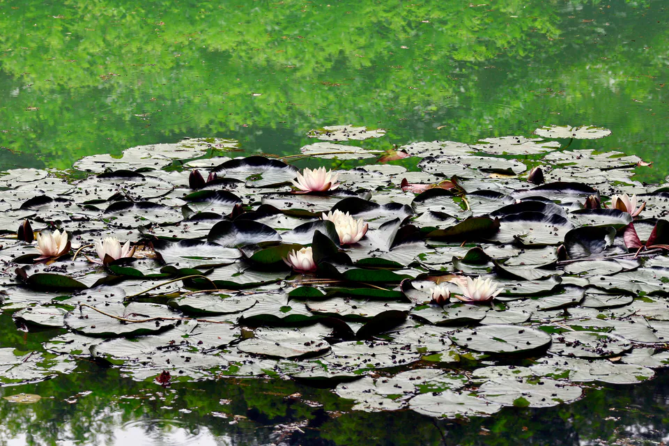 Water lilies in the Tashkent Botanical Garden.