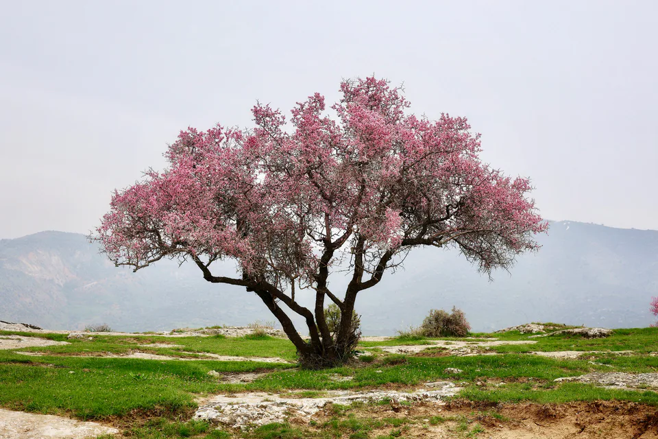 Wild almond blossoms. Ugam-Chatkal National Park, Tashkent Region