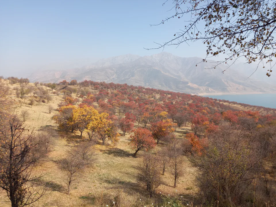 Autumn colors in Charvak